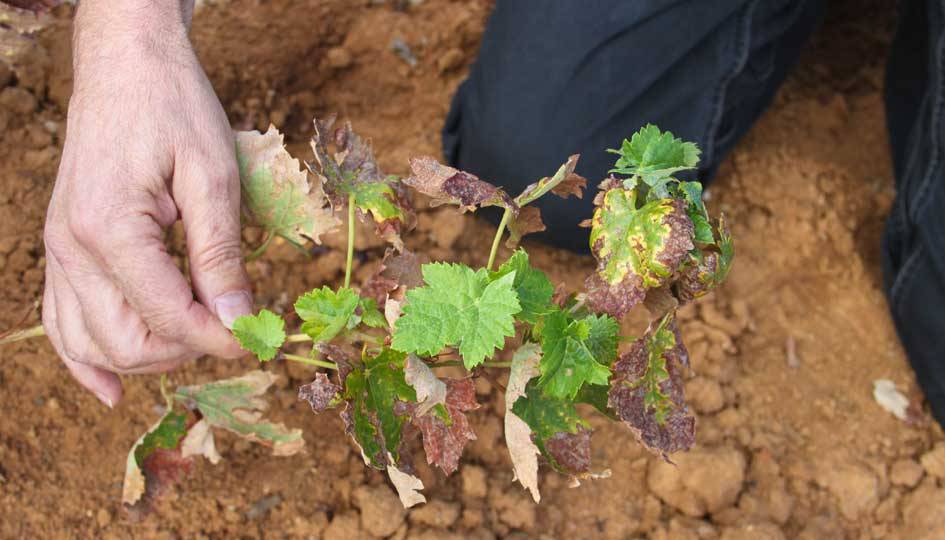 Yesca de la viña. La mejor solución y pruebas de tratamiento.