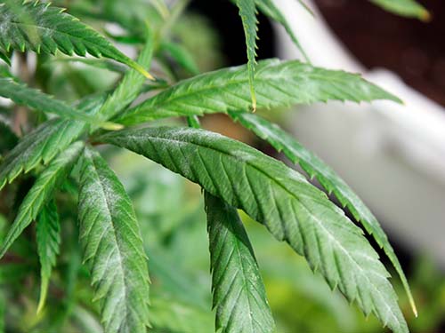 Cultivo de Marihuana: Guía y Consejos para Cultivar en Ecológico - Nostoc  productos microbiológicos