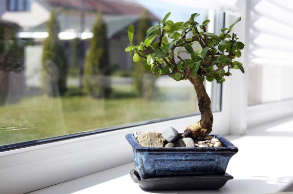 cuidados del bonsai