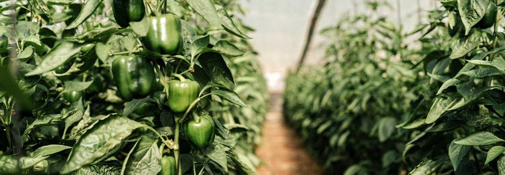 Productos ecológicos para agricultura y jardinería