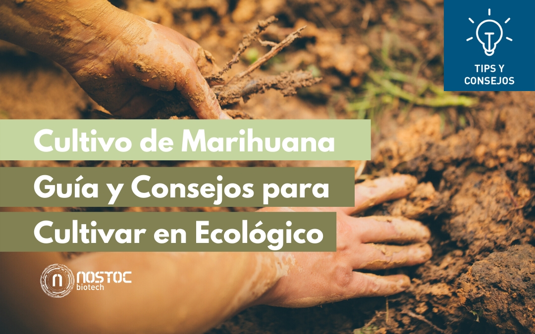 Cultivo de Marihuana: Guía y Consejos para Cultivar en Ecológico