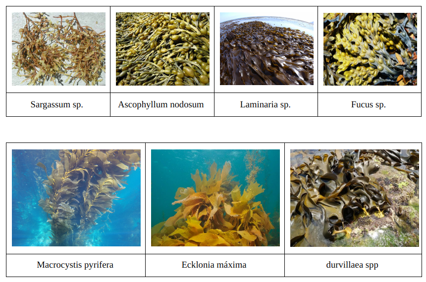 Tipos de algas pardas