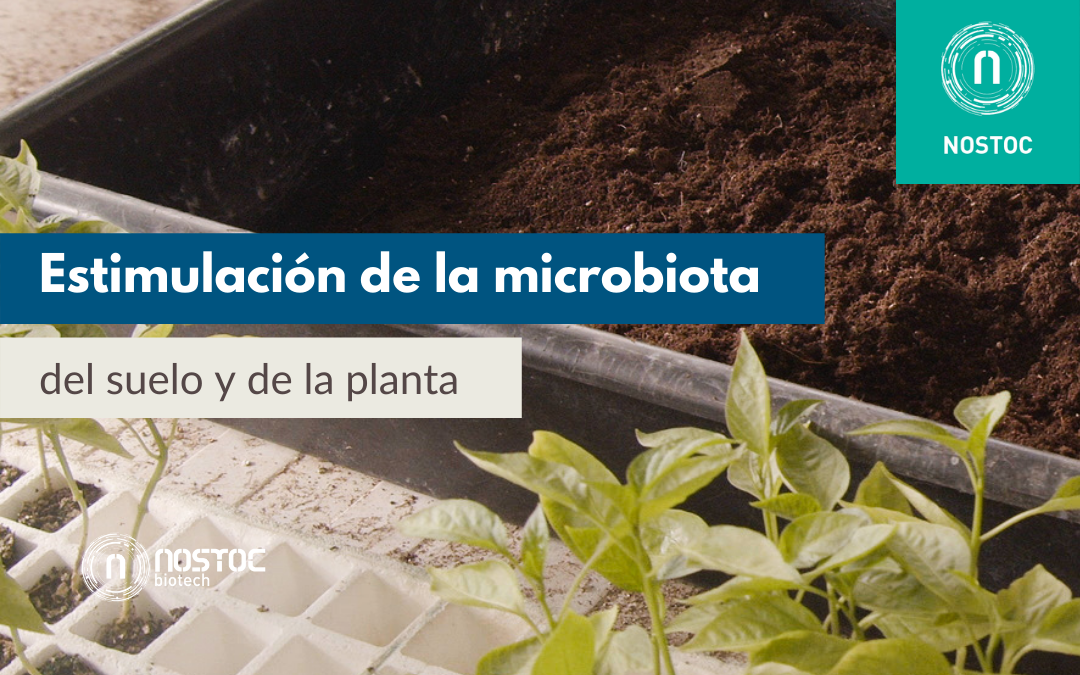 Estimulación de la microbiota del suelo y de la planta