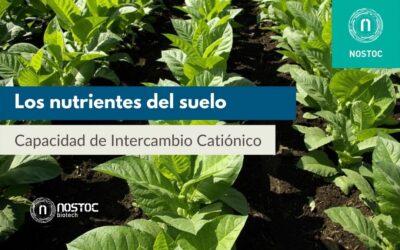 Los nutrientes del suelo y la Capacidad de Intercambio Catiónico (CIC)