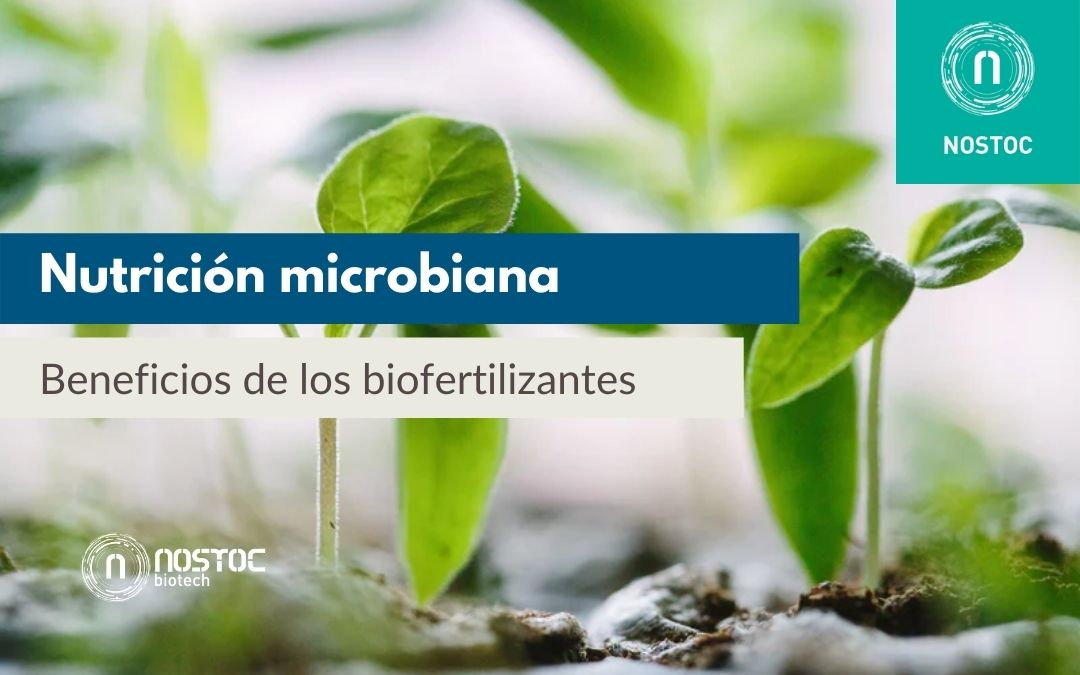 Nutrición microbiana: beneficios de los biofertilizantes