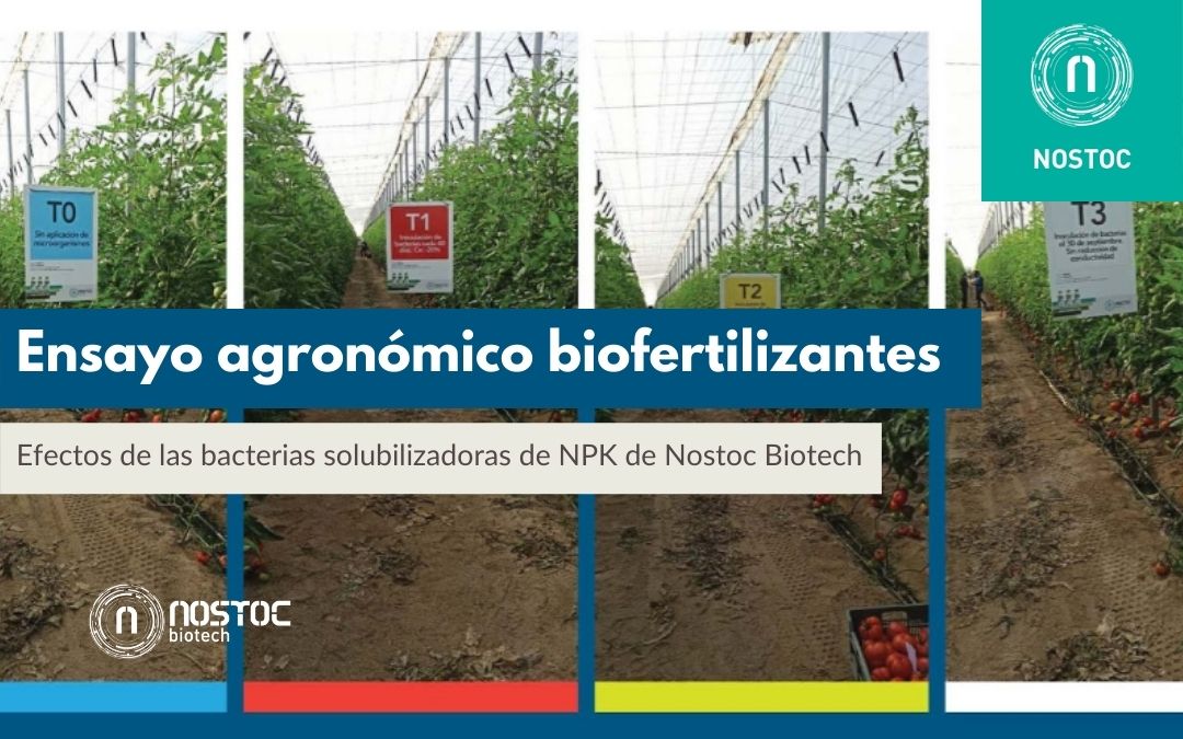 Efectos de las bacterias solubilizadoras de NPK de Nostoc Biotech
