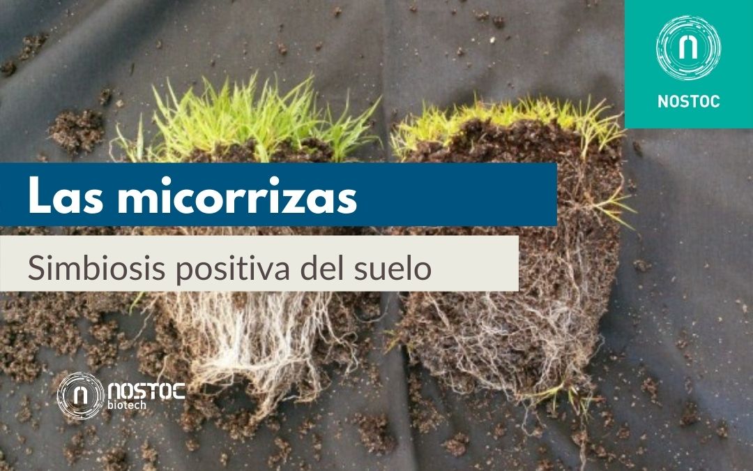 Las micorrizas: simbiosis positiva del suelo