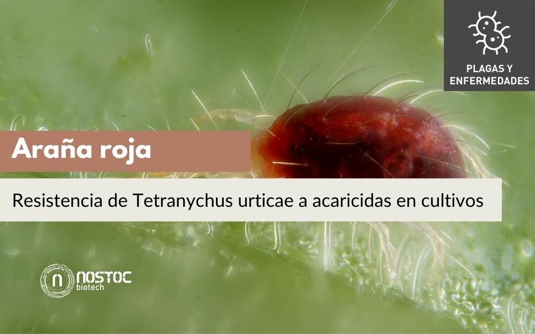 Resistencia de Tetranychus urticae a acaricidas en cultivos