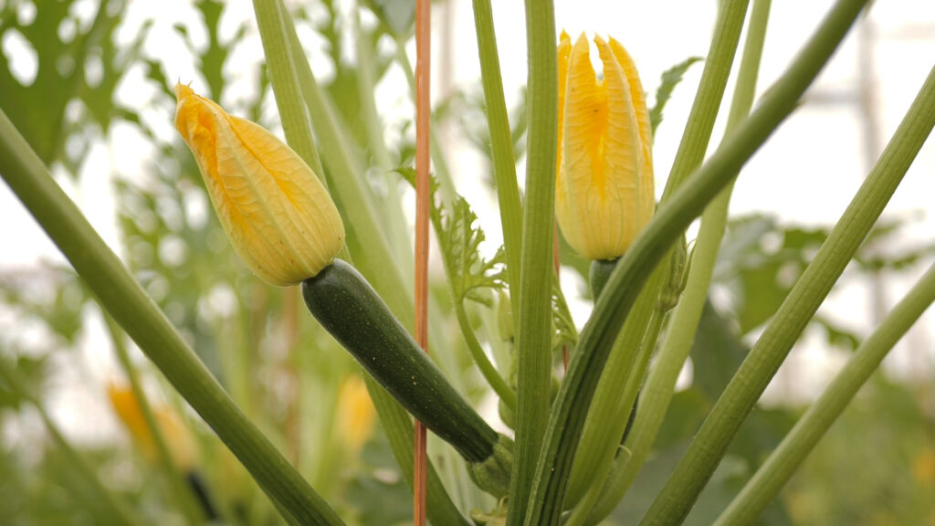 imagen de ensayo de cultivo de calabacín con flor de Escobar Reyes tratado con Bio NPK, y humus líquido de Nostoc Biotech