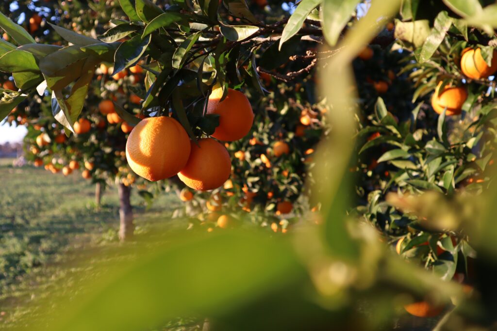 campo con arboles de naranjas