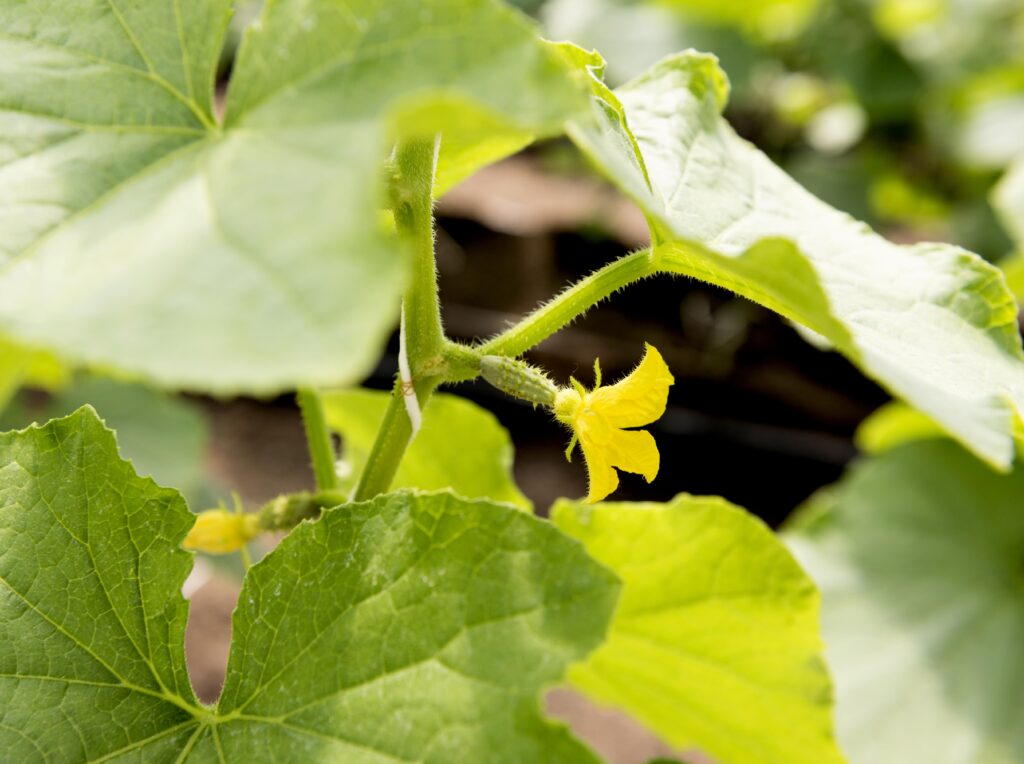 primer plano de una planta de calabacín con una pequeña flor amarilla