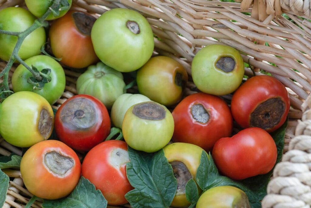 cesto de mimbre con tomates rojos y verdes con podredumbre apical