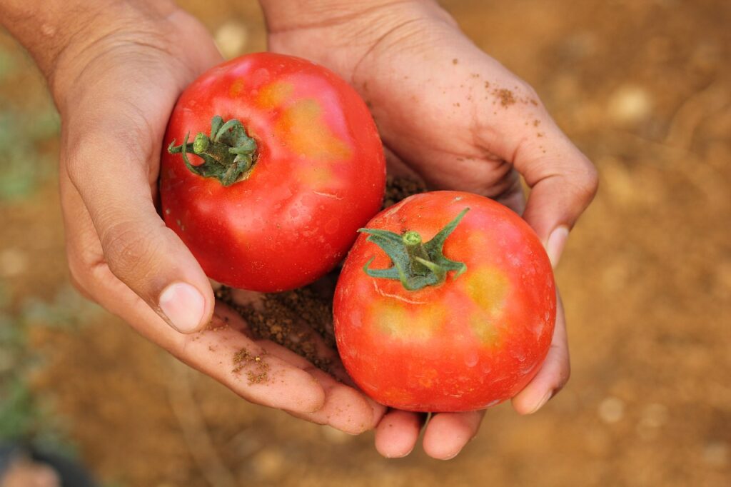 imagen de dos tomates en unas manos